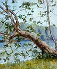 Sycamore on the James River, Richmond, VA
